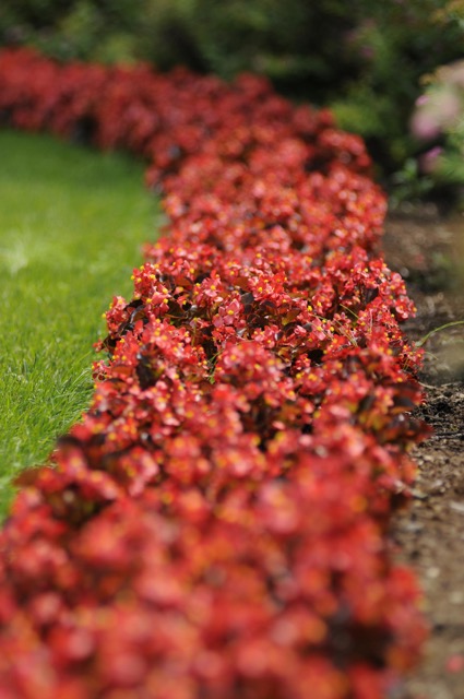B. ‘Scarlet Harmony’